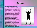 Белки