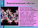 Биологические «бусы»