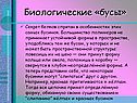 Биологические «бусы»
