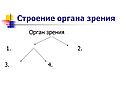 Строение органа зрения