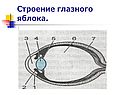 Строение глазного яблока