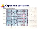 Строение сетчатки