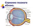 Строение глазного яблока