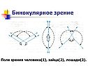 Бинокулярное зрение