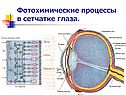 Фотохимические процессы в сетчатке глаза