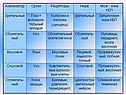 Анализаторы биология