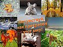 Анализаторы биология