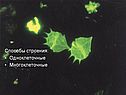 Способы строения: Одноклеточные Многоклеточные