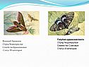Винный бражник Отряд Чешуекрылые Семейство Бражниковые Статус III