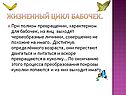 Жизненный цикл бабочек