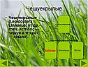 Чешуекрылые
