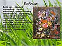 Одна из крупнейших групп насекомых