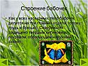 Строение бабочек