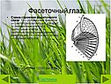 Фасеточный глаз