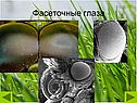 Фасеточные глаза