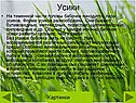 Усики