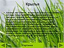 Крылья