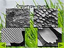 Структуры крыла