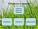 Пигменты и окраска
