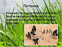 Питание