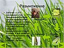 Размножение