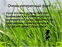 Интересный факт