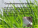 Самая маленькая бабочка