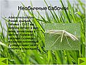 Adaina microdactyla