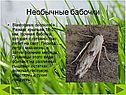 Blastobasis decolorella