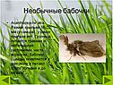 Acanthopsyche atra