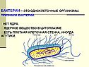 Бактерии – это одноклеточные организмы
