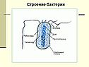 Строение бактерии