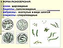 Кокки- шаровидные бациллы - палочковидные вибрионы - изогнутые в виде