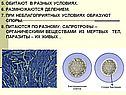 5. Обитают в разных условиях