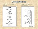Состав белков