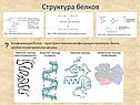 Белки биология