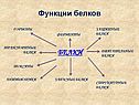 Функции белков