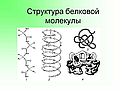 Структура белковой молекулы
