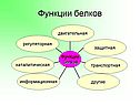 Функции белков