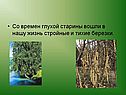Со времен глухой старины вошли в нашу жизнь стройные и тихие березки