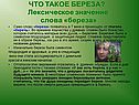 Что такое береза