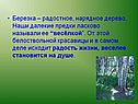 Березка – радостное, нарядное дерево