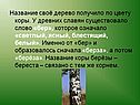Название своё дерево получило по цвету коры