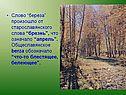 Слово “береза” произошло от старославянского слова “брезнь”