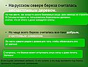 На русском севере береза считалась несчастливым деревом