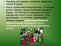 Издавна это дерево считается символом нашей Родины
