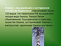 Береза - род деревьев и кустарников семейства березовых