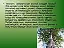 Помните, как благоухает весной молодая листва