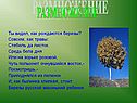 Размножение