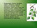 Размножают березы посевом семян, собранных в период побурения сережек